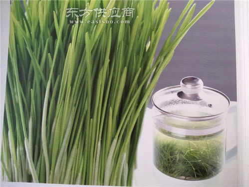 新鮮小麥草 天然有機(jī)的保健食品選擇