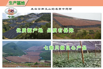 文山三七 從田間到藥柜，醫(yī)藥銷售的價(jià)值重塑與文化傳承